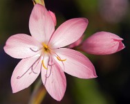 K20D2246 edited-1 : 3 Stars, RAW, Ampfield Arboretum