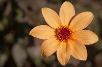 K20D2247 edited-1 : 4 Stars, RAW, Ampfield Arboretum