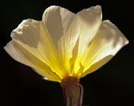 K20D2270 edited-1 : 3 Stars, RAW, Ampfield Arboretum, 4 Stars, ACR-JPG