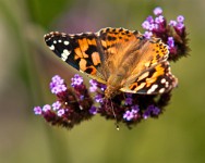 K20D2281 edited-1 : 4 Stars, RAW, Ampfield Arboretum