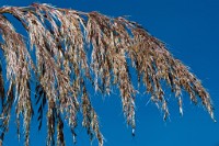 K20D2293 edited-1 : 3 Stars, RAW, Ampfield Arboretum, ACR-JPG