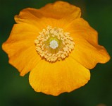 K20D2323 edited-1 : 4 Stars, RAW, Ampfield Arboretum