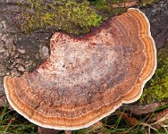 K20D2479 edited-1 : 3 Stars, RAW, Baddelsey Common