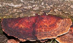 K20D2481 edited-1 : 3 Stars, RAW, Baddelsey Common