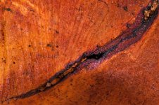 K20D2486 edited-1 : 3 Stars, RAW, Baddelsey Common