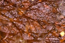 K20D2494 edited-1 : 3 Stars, RAW, Baddelsey Common