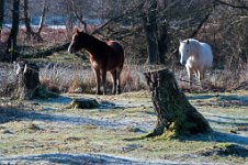 K20D2590 edited-1 : 3 Stars, RAW