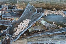 K20D2637 edited-1 : 3 Stars, RAW, Baddelsey Common