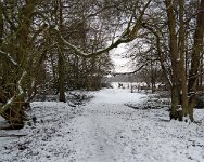 K20D2654 edited-1 : 3 Stars, RAW, Baddelsey Common