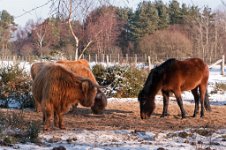 K20D2692 edited-1 : 3 Stars, RAW, Baddelsey Common