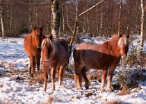 K20D2693 edited-1 : 4 Stars, RAW, Baddelsey Common