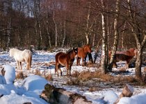 K20D2694 edited-1 : 3 Stars, RAW, Baddelsey Common