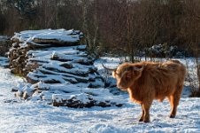 K20D2697 edited-1 : 4 Stars, RAW, Baddelsey Common