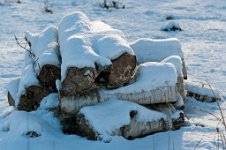 K20D2701 edited-1 : 3 Stars, RAW, Baddelsey Common