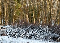 K20D2720 edited-1 : 3 Stars, RAW, Baddelsey Common