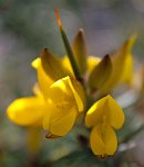 K20D2997 edited-1 : 3 Stars, RAW, Baddelsey Common