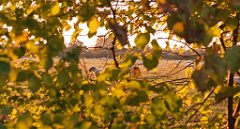 K20D5653 edited-1 : RAW, Baddelsey Common