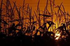 K20D5658 edited-1 : RAW, Baddelsey Common