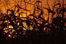 K20D5662 edited-1 : RAW, Baddelsey Common