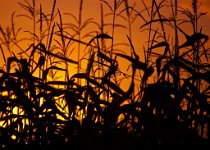 K20D5663 edited-1 : RAW, Baddelsey Common