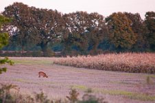 K20D5669 edited-1 : RAW, Baddelsey Common