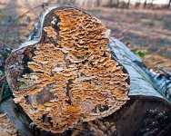 K20D5895 edited-1 : 3 Stars, In Focus, One Face, Long Shot, High Quality, RAW, Baddelsey Common