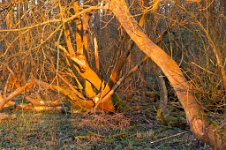 K20D5918 edited-1 : 3 Stars, In Focus, High Quality, RAW, Baddelsey Common