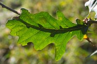 PK5 0371 edited-1 : In Focus, High Quality, RAW, 3 Stars, BC Autumn