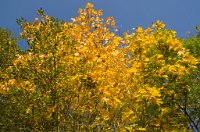 PK5 0397 edited-1 : In Focus, High Quality, RAW, 3 Stars, BC Autumn