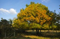 PK5 0399 edited-1 : In Focus, High Quality, RAW, 3 Stars, BC Autumn