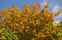 PK5 0400 edited-1 : In Focus, High Quality, RAW, 3 Stars, BC Autumn