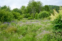 DSC7397 : 4 Stars, Norway, Balestrand Heritage Trail, RAW