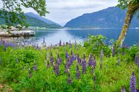 DSC7407 : 4 Stars, Norway, Balestrand Heritage Trail, RAW
