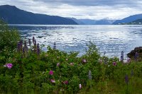 DSC7410 : 4 Stars, Norway, Balestrand Heritage Trail, RAW