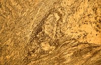 DSC7682 : 4 Stars, Norway, Balestrand Museum-Trail 7A, RAW