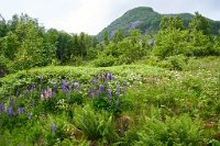 DSC7694 : 4 Stars, Norway, Balestrand Museum-Trail 7A, RAW