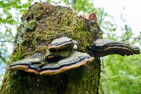 DSC7593 : 4 Stars, Norway, Balestrand Trail 7B, RAW