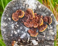 DSC7620 : 3 Stars, Norway, Balestrand Trail 7B, RAW