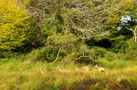 PK5 0478 edited-1 : In Focus, High Quality, 3 Stars, RAW, BW Autumn