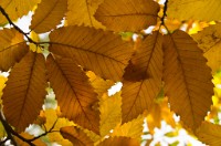 PK5 0484 edited-1 : In Focus, High Quality, 4 Stars, RAW, BW Autumn