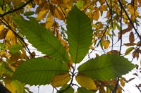 PK5 0485 edited-1 : In Focus, High Quality, 3 Stars, RAW, BW Autumn