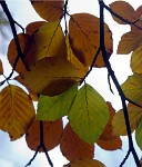 PK5 0493 edited-1 : In Focus, High Contrast, High Quality, 3 Stars, RAW, BW Autumn