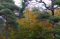 PK5 0509 edited-1 : In Focus, High Quality, 3 Stars, RAW, BW Autumn