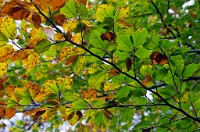 PK5 0512 edited-1 : In Focus, High Quality, 3 Stars, RAW, BW Autumn