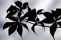 PK5 0520 edited-1 : In Focus, High Quality, 3 Stars, RAW, BW Autumn