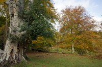 PK5 0526 edited-1 : In Focus, High Quality, 3 Stars, RAW, BW Autumn