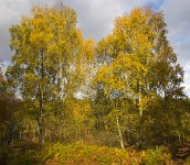 PK5 0537 edited-1 : In Focus, High Quality, 3 Stars, RAW, BW Autumn