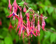 K20D1129 edited-1 : 3 Stars, RAW, Bournemouth Airshow 2009