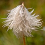 K20D4780 edited-1 : 4 Stars, RAW, Canada Rockies