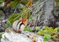 K20D4866 edited-1 : 4 Stars, RAW, Canada Rockies